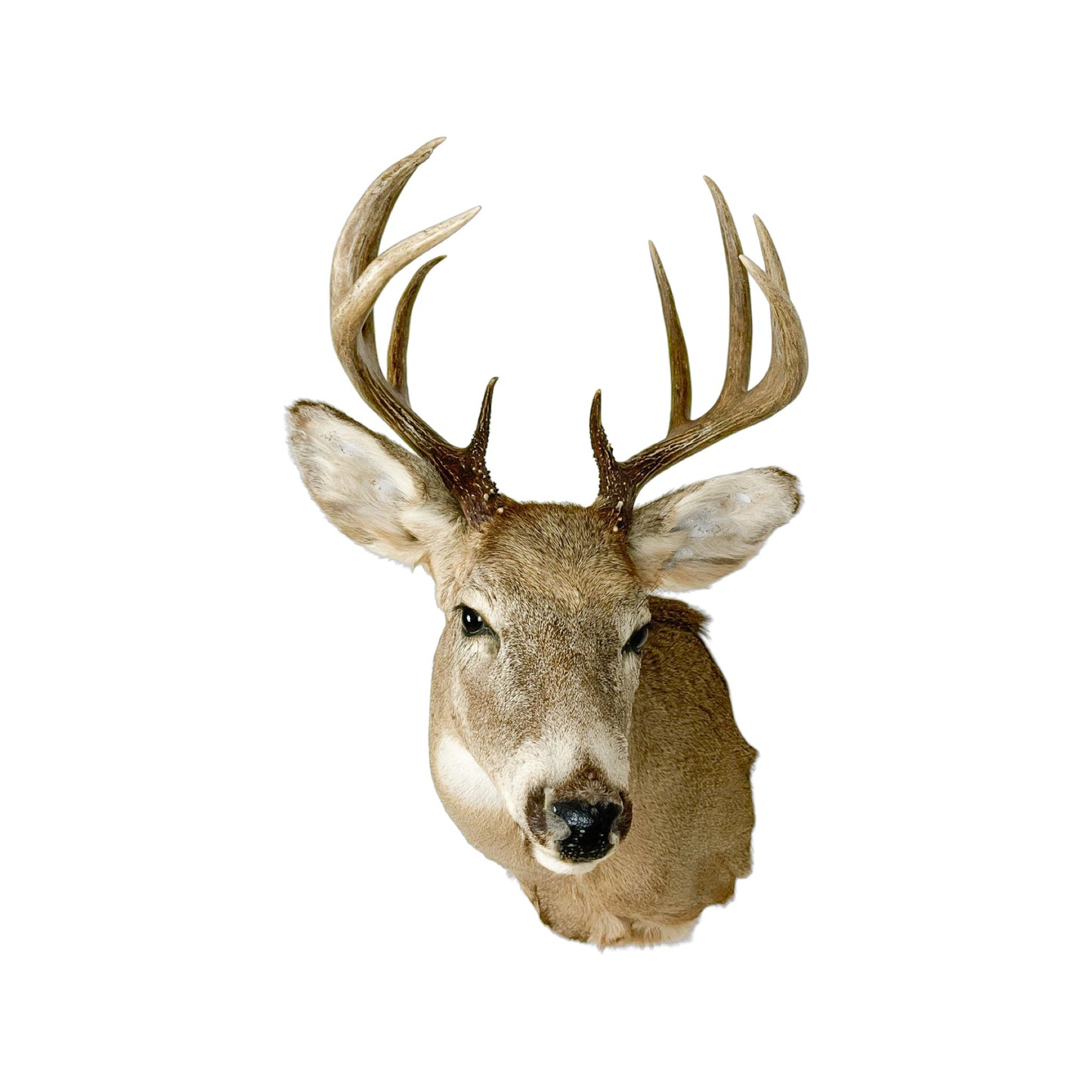 A Home Decor Taxidermy White-Tailed Deer Shoulder Mount of Grade Respectable