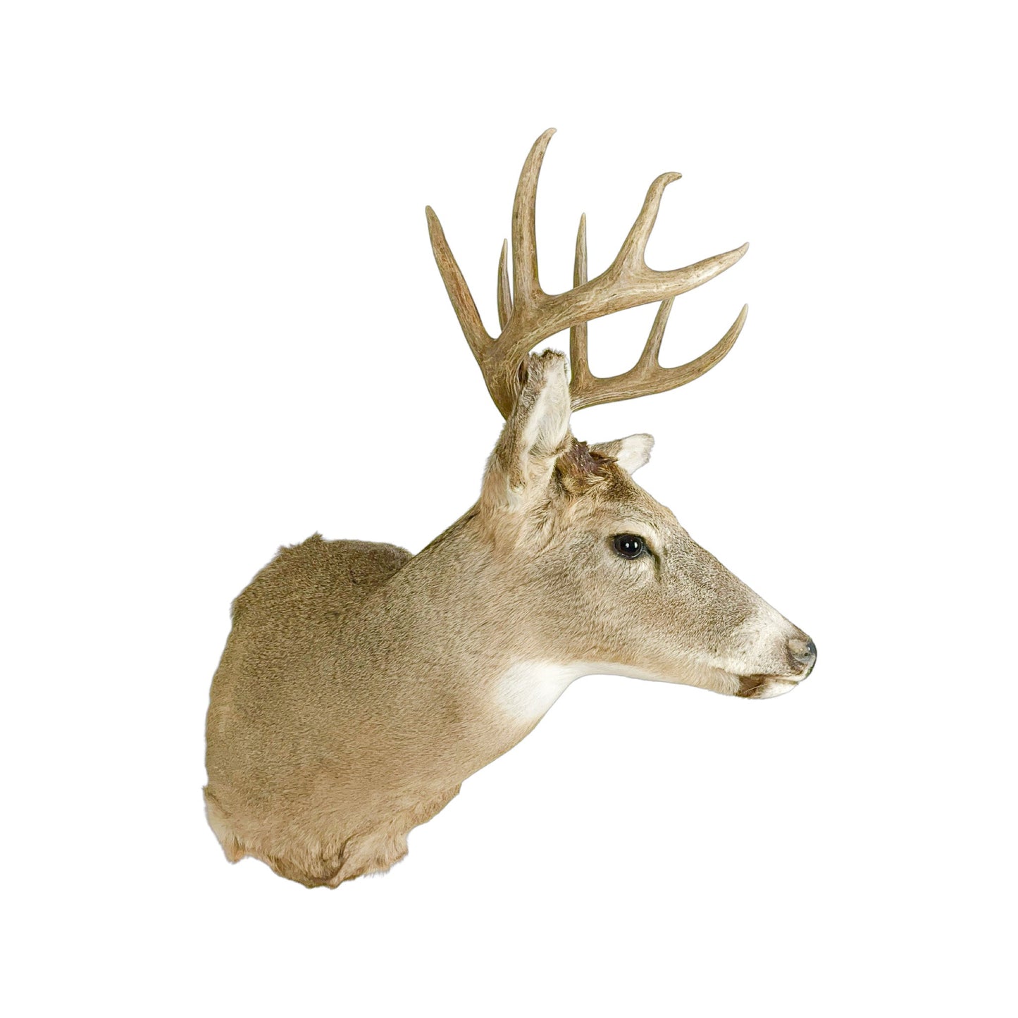 A Home Decor Taxidermy White-Tailed Deer Shoulder Mount of Grade Respectable