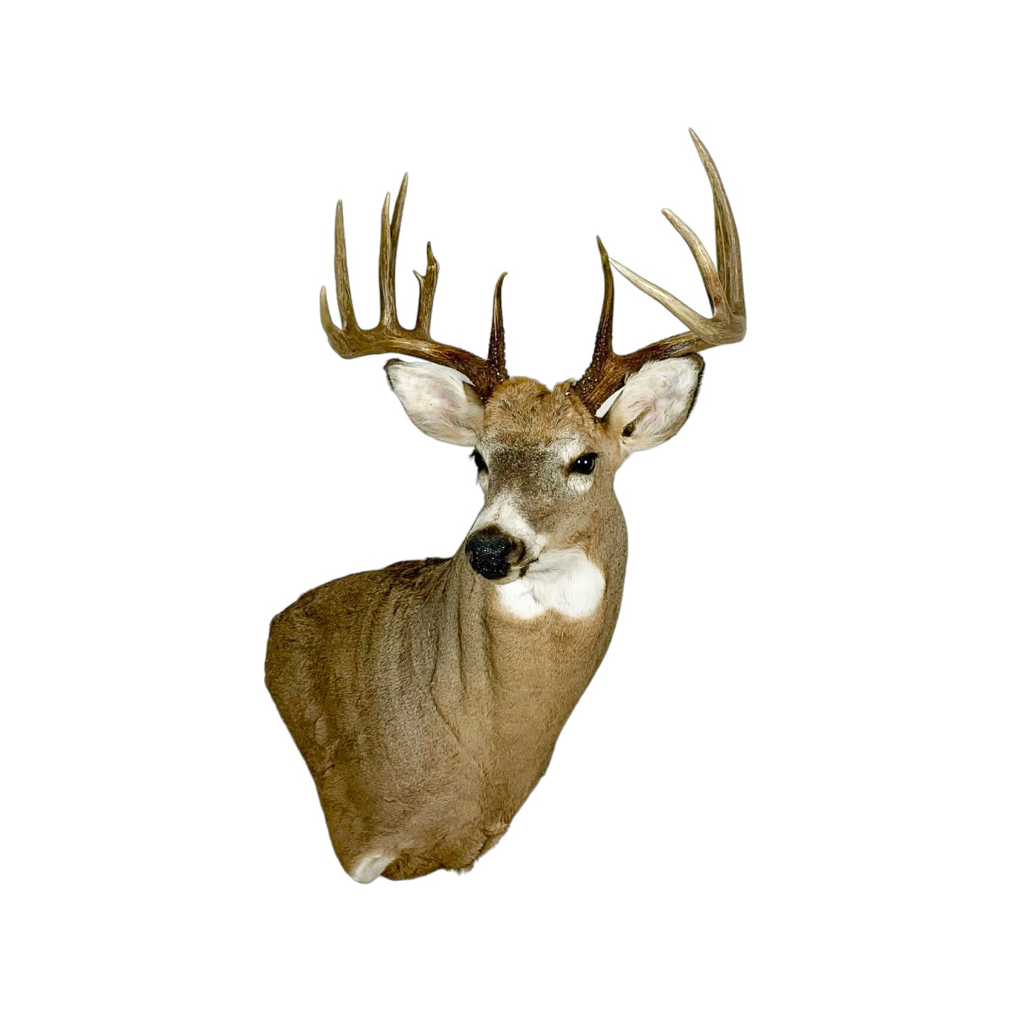 A Home Decor Taxidermy White-Tailed Deer Shoulder Mount of Grade Remarkable
