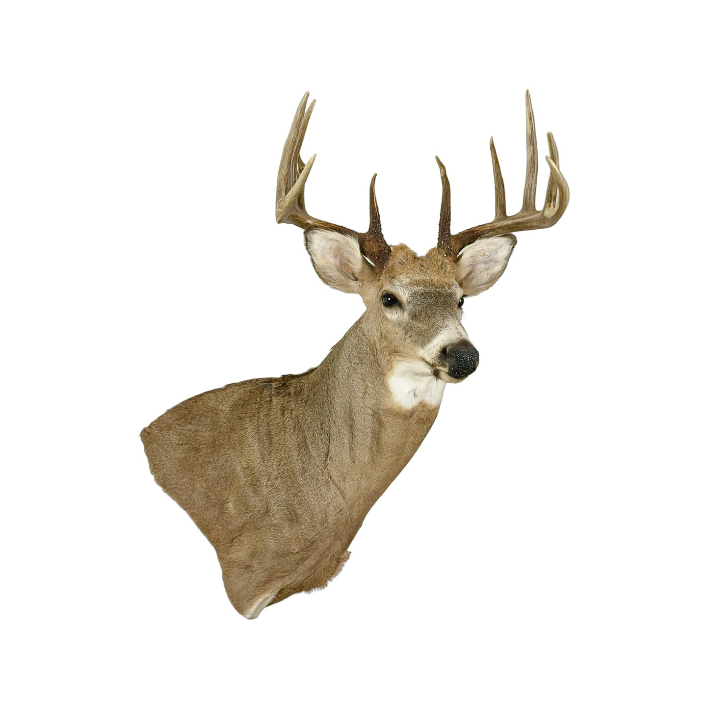 A Home Decor Taxidermy White-Tailed Deer Shoulder Mount of Grade Remarkable