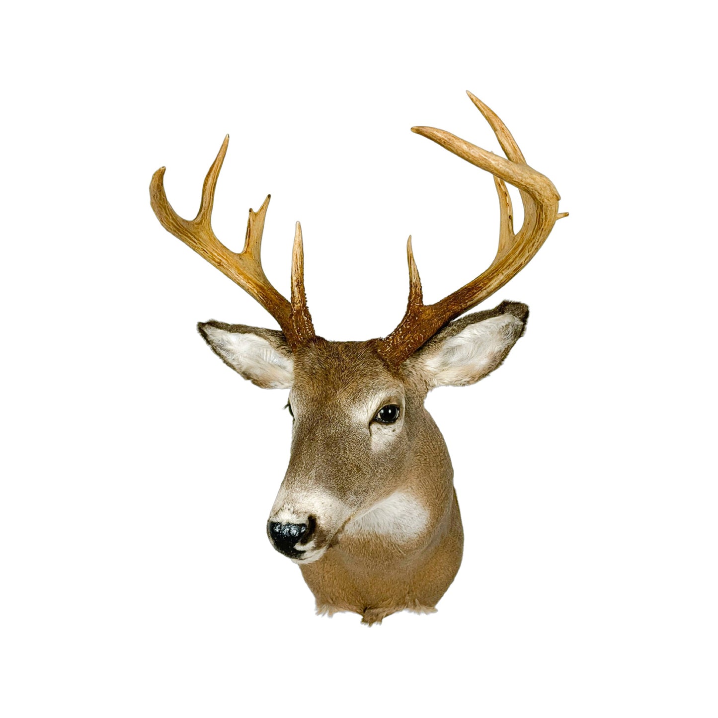 A Home Decor Taxidermy White-Tailed Deer Shoulder Mount of Grade Respectable
