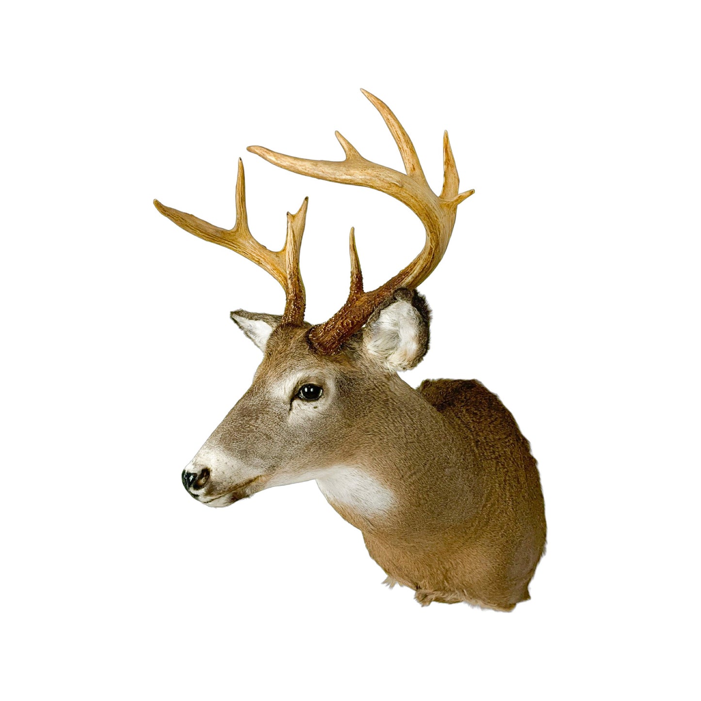 A Home Decor Taxidermy White-Tailed Deer Shoulder Mount of Grade Respectable