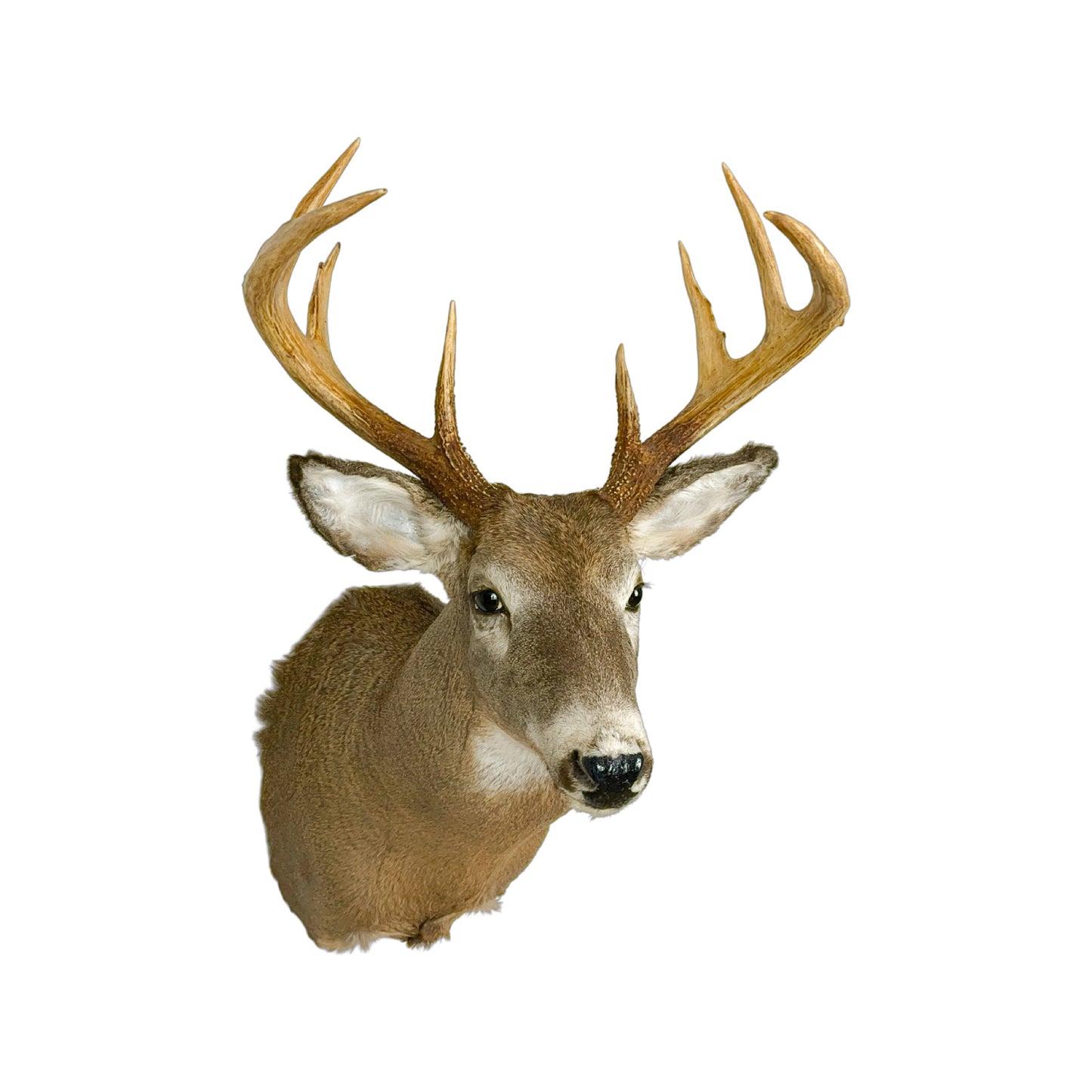 A Home Decor Taxidermy White-Tailed Deer Shoulder Mount of Grade Respectable