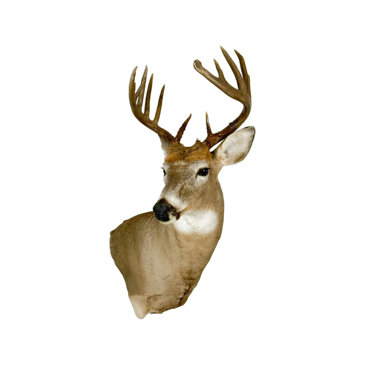 A Home Decor Taxidermy White-Tailed Deer Shoulder Mount of Grade Remarkable