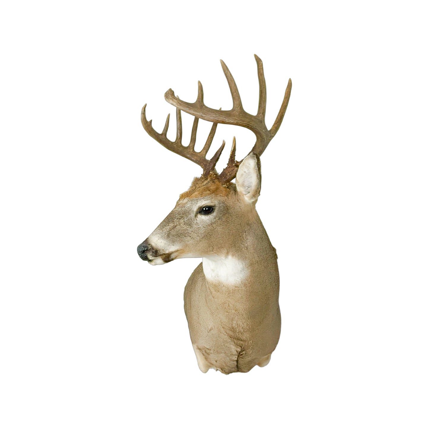 A Home Decor Taxidermy White-Tailed Deer Shoulder Mount of Grade Remarkable