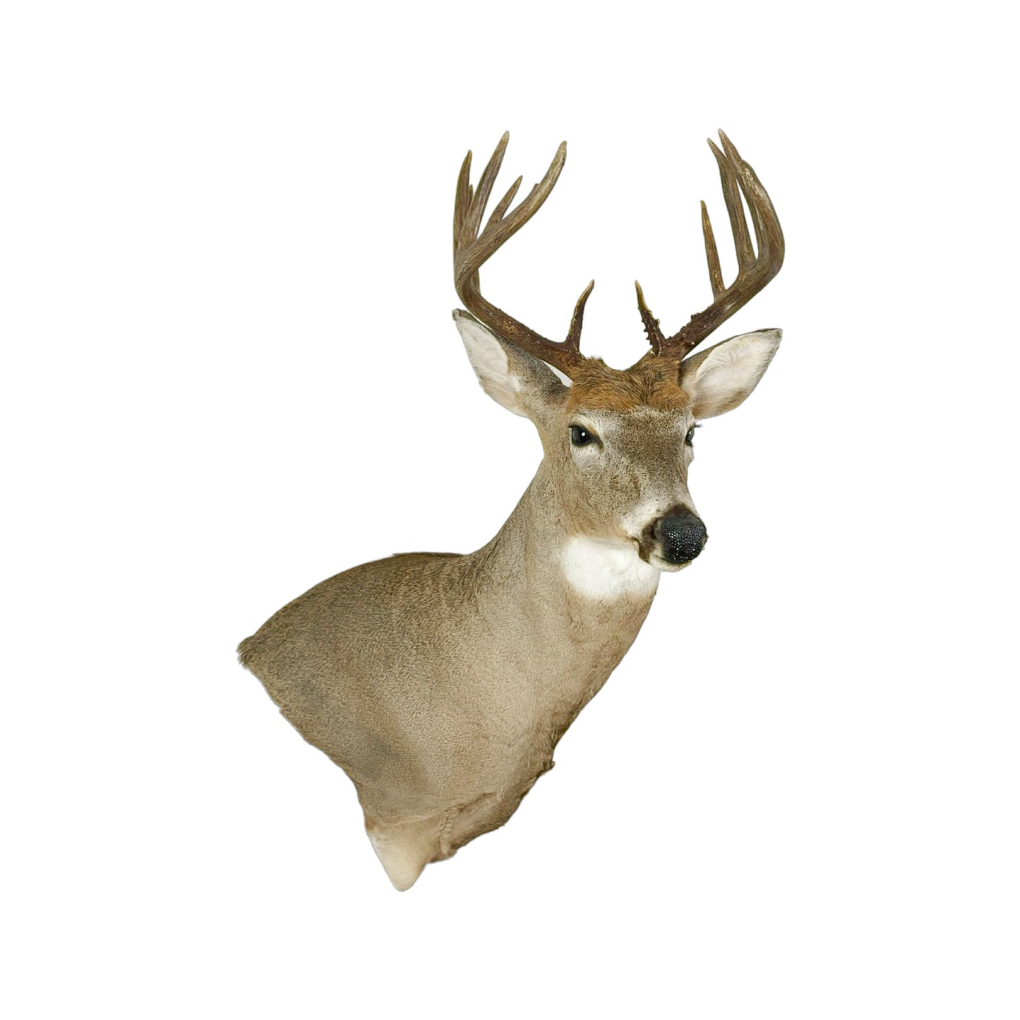 A Home Decor Taxidermy White-Tailed Deer Shoulder Mount of Grade Remarkable