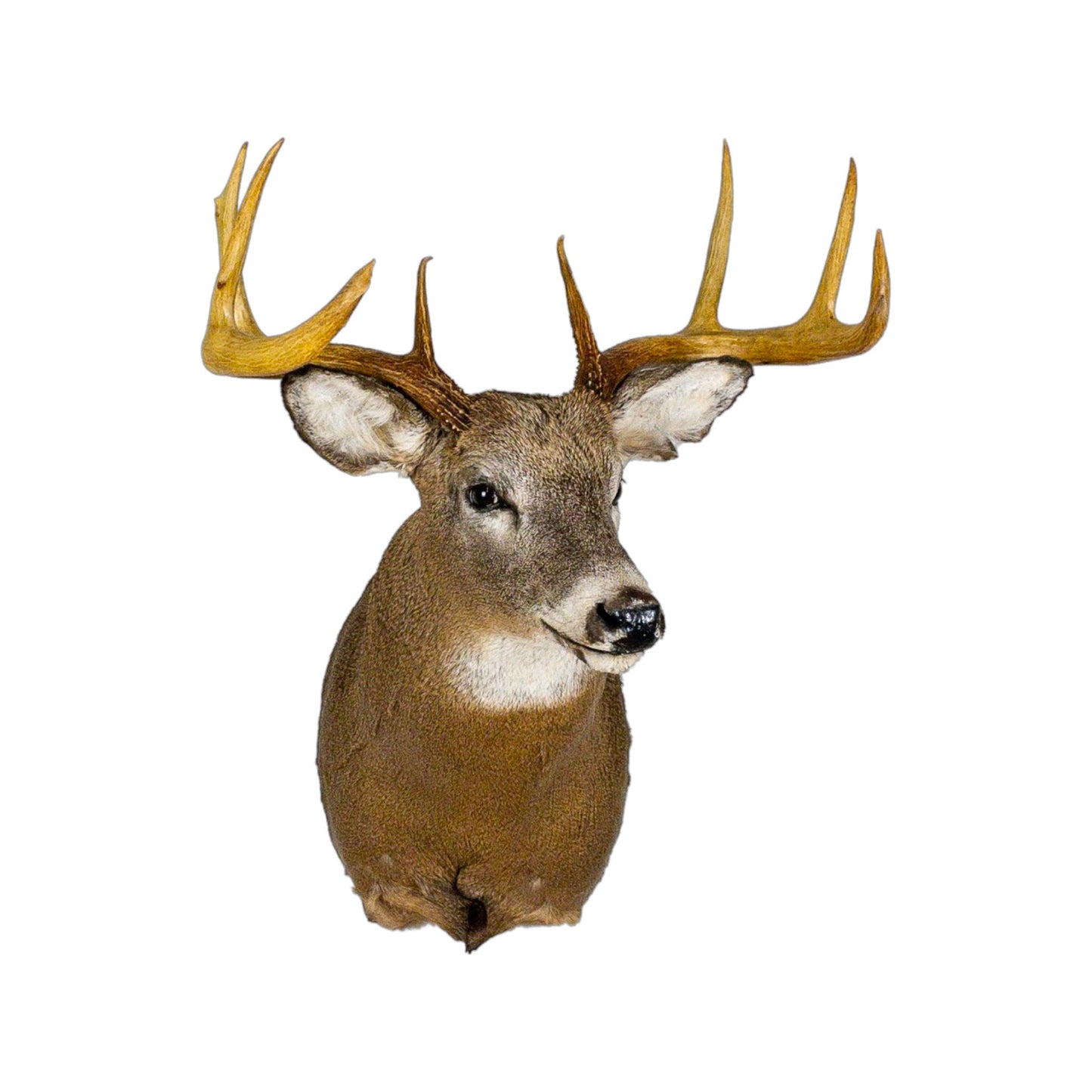 A Home Decor Taxidermy White-Tailed Deer Shoulder Mount of Grade Respectable