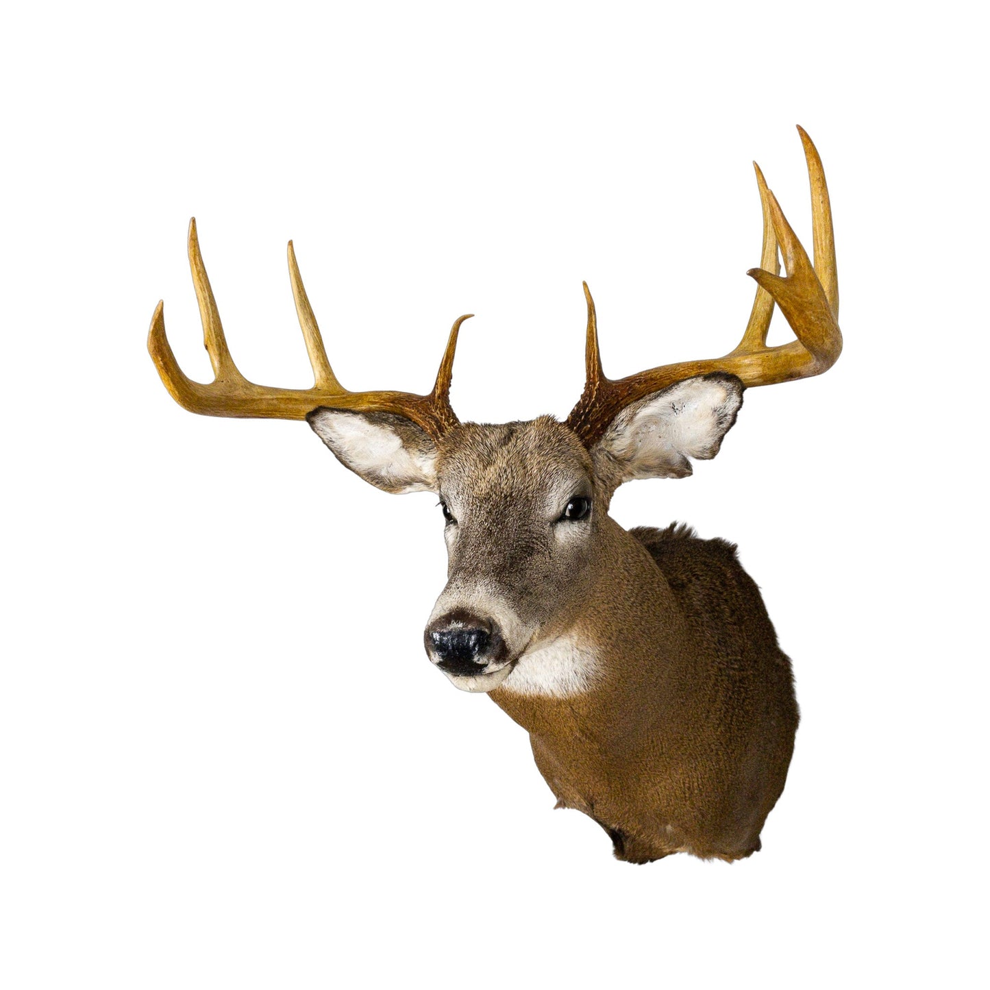 A Home Decor Taxidermy White-Tailed Deer Shoulder Mount of Grade Respectable