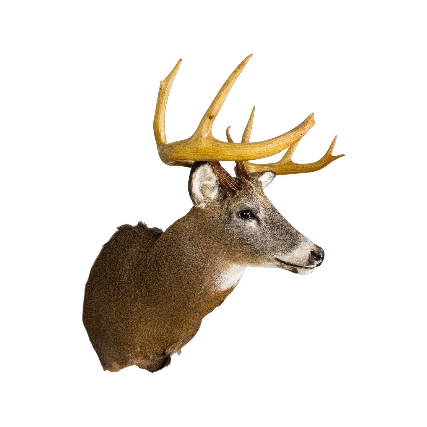 A Home Decor Taxidermy White-Tailed Deer Shoulder Mount of Grade Respectable