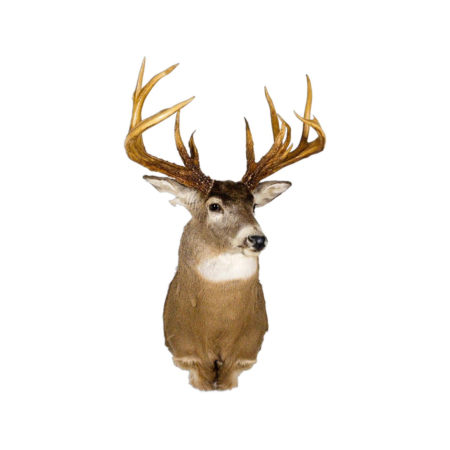 A Home Decor Taxidermy White-Tailed Deer Shoulder Mount of Grade World Class