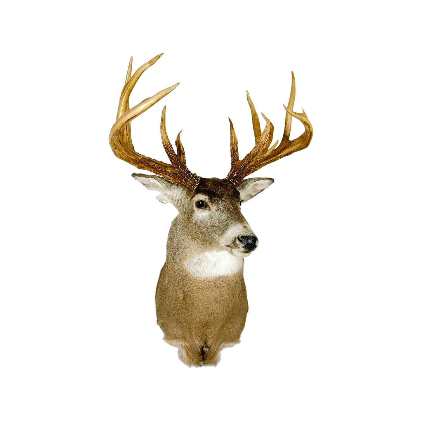 A Home Decor Taxidermy White-Tailed Deer Shoulder Mount of Grade World Class