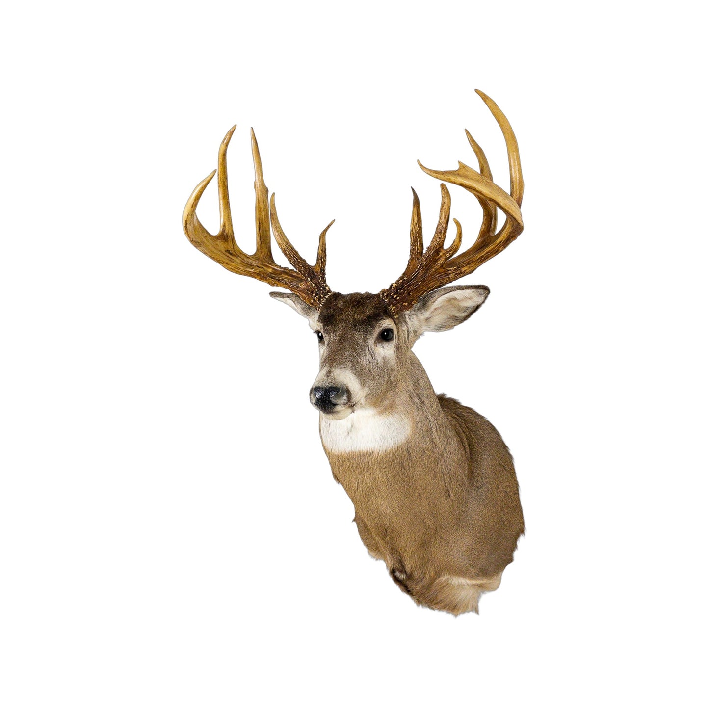 A Home Decor Taxidermy White-Tailed Deer Shoulder Mount of Grade World Class