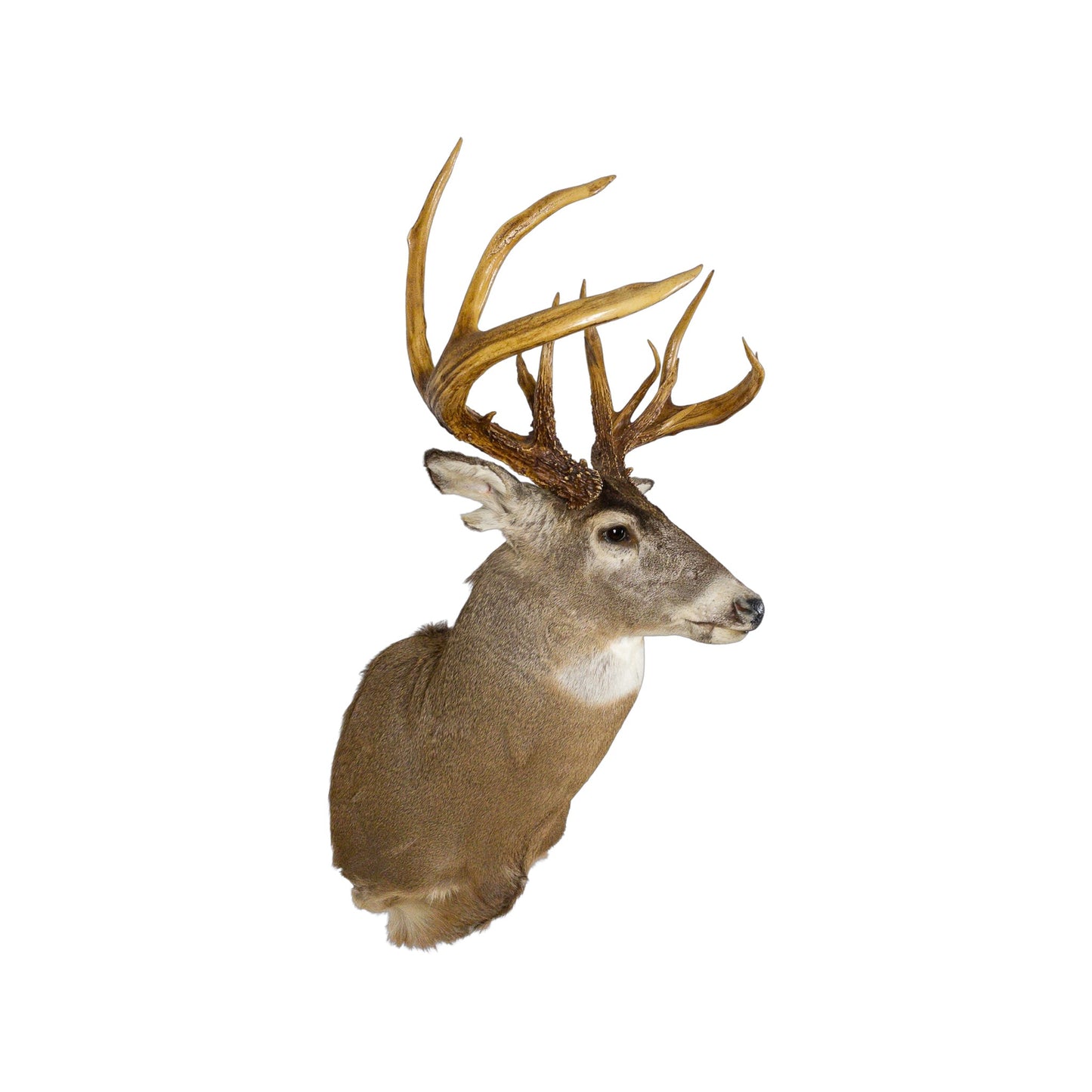 A Home Decor Taxidermy White-Tailed Deer Shoulder Mount of Grade World Class