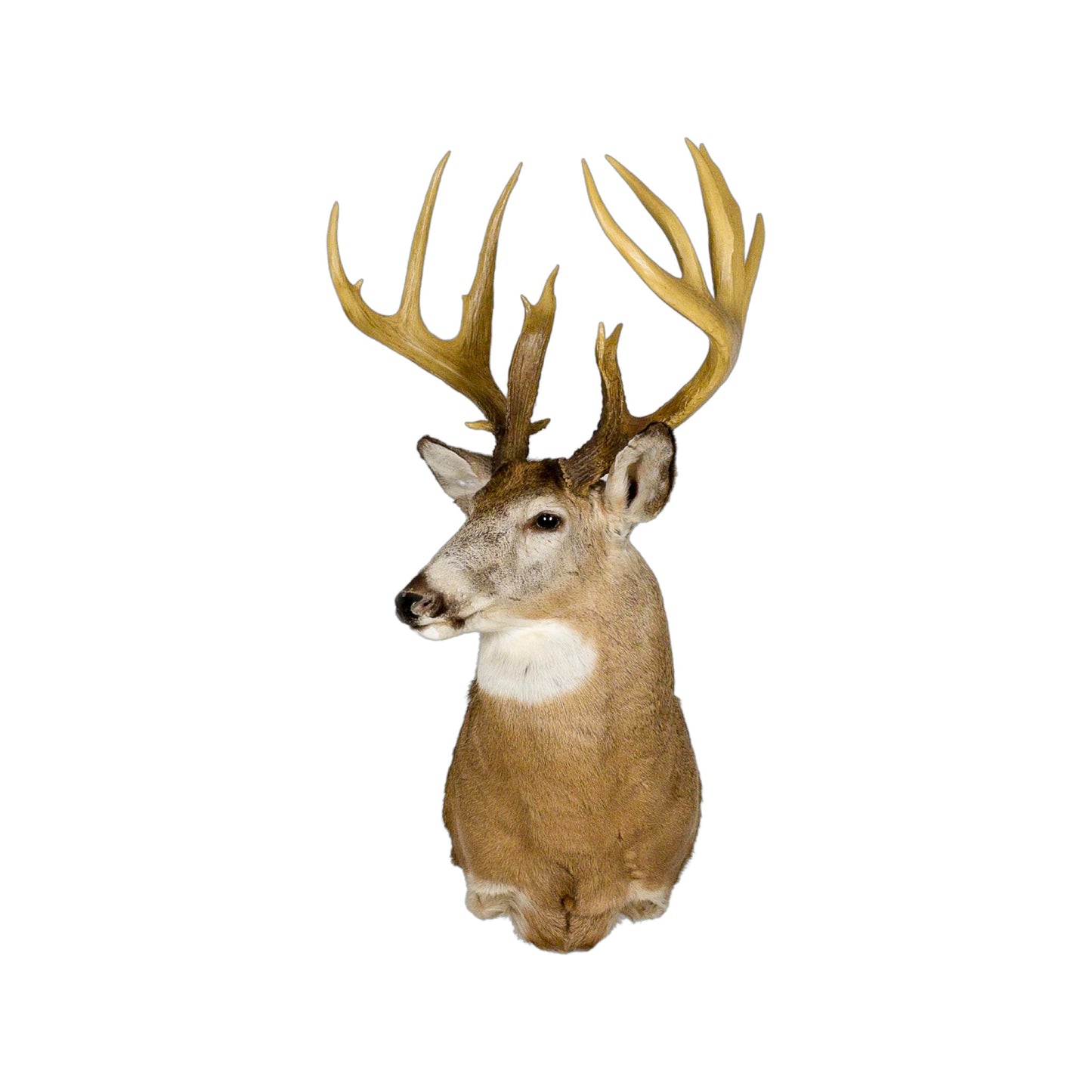 A Home Decor Taxidermy White-Tailed Deer Shoulder Mount of Grade World Class
