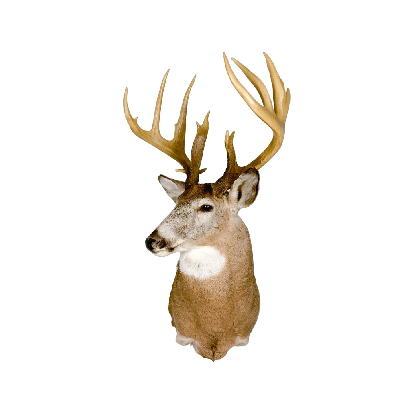 A Home Decor Taxidermy White-Tailed Deer Shoulder Mount of Grade World Class