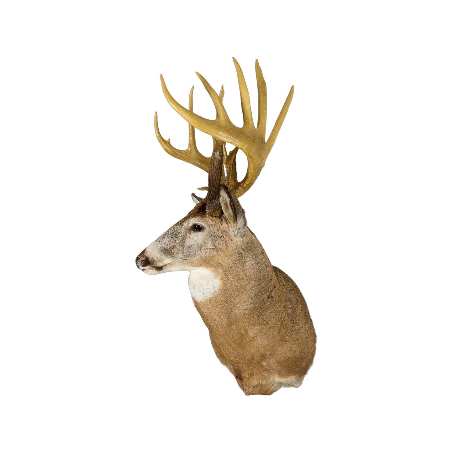 A Home Decor Taxidermy White-Tailed Deer Shoulder Mount of Grade World Class