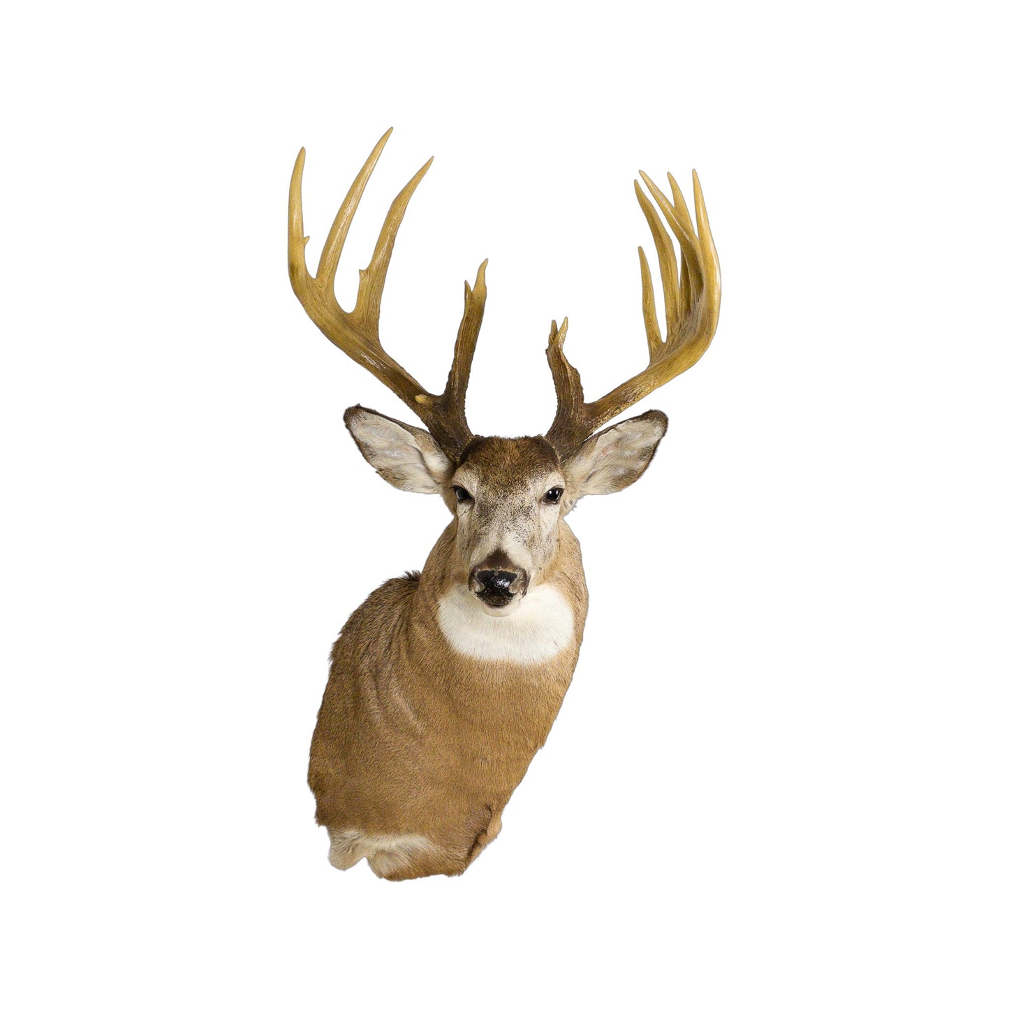 A Home Decor Taxidermy White-Tailed Deer Shoulder Mount of Grade World Class