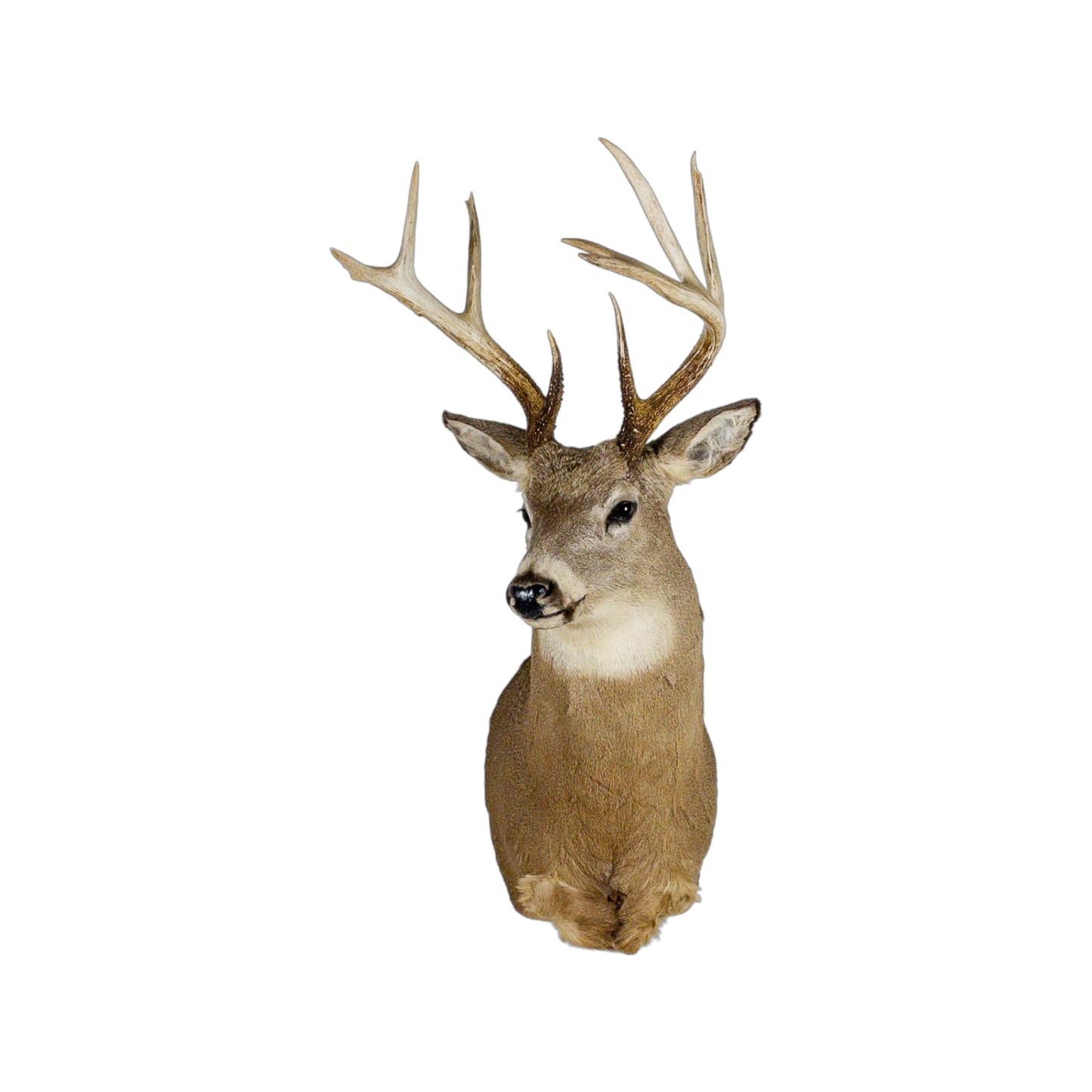 A Home Decor Taxidermy White-Tailed Deer Shoulder Mount of Grade Remarkable