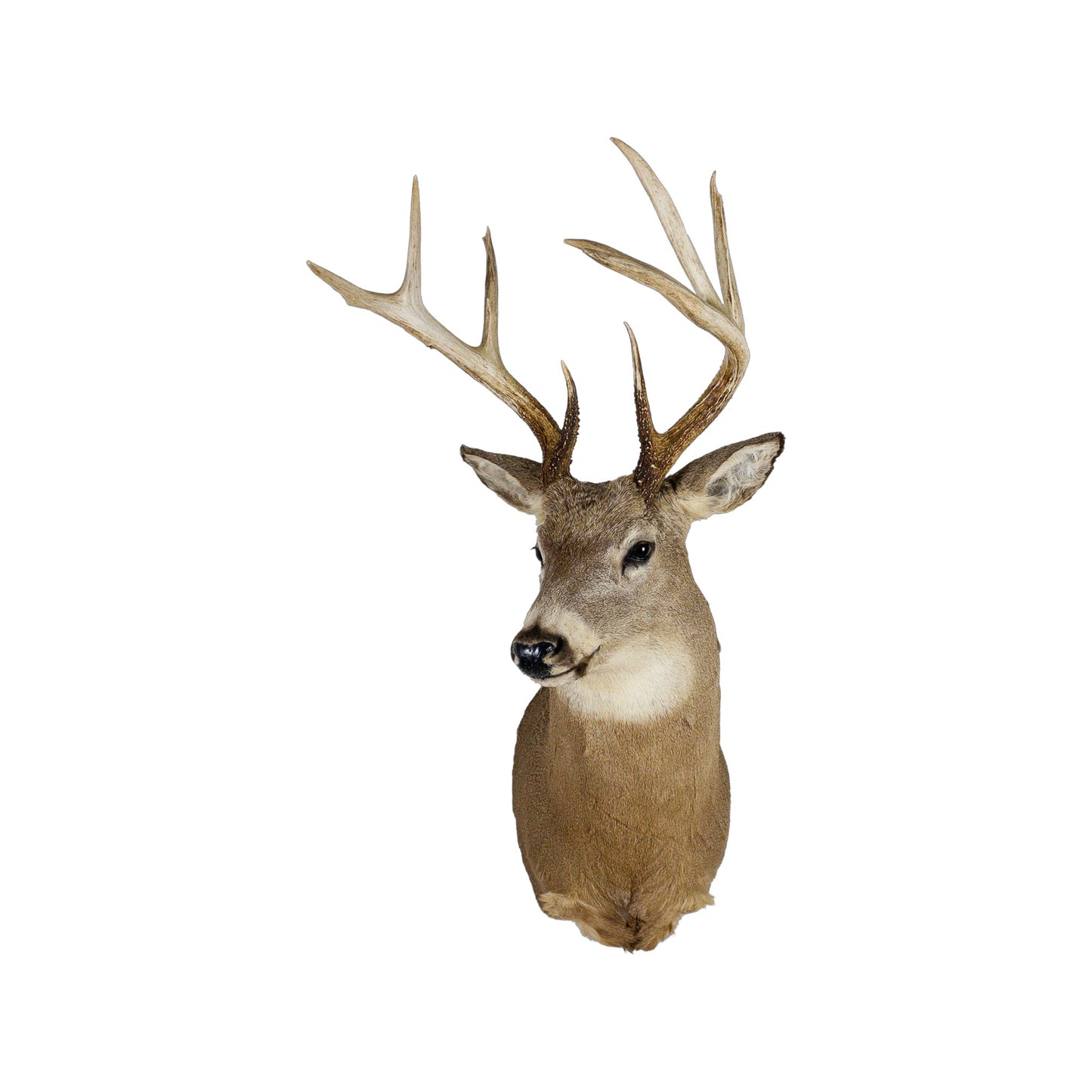 A Home Decor Taxidermy White-Tailed Deer Shoulder Mount of Grade Remarkable