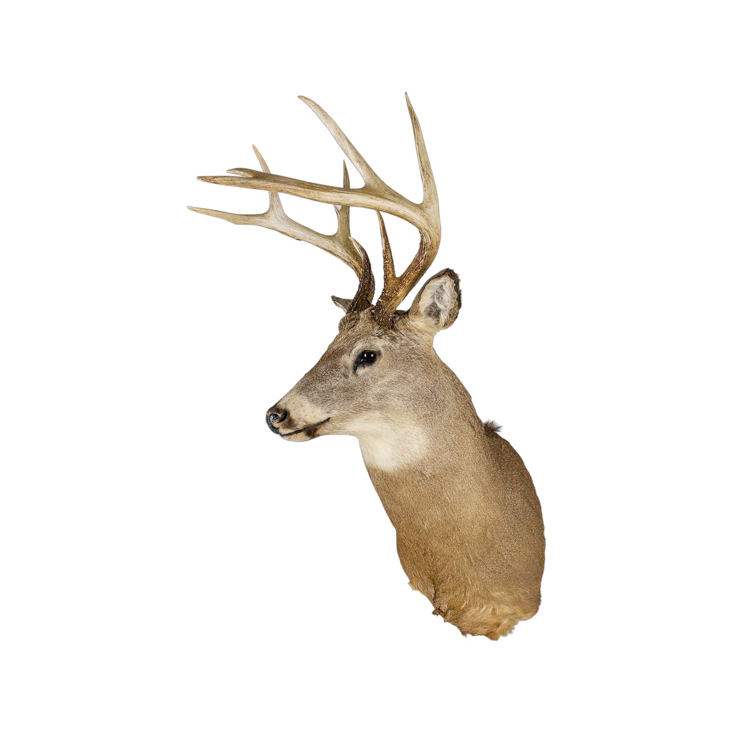 A Home Decor Taxidermy White-Tailed Deer Shoulder Mount of Grade Remarkable