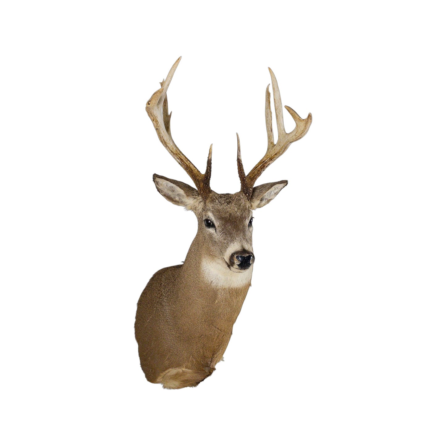 A Home Decor Taxidermy White-Tailed Deer Shoulder Mount of Grade Remarkable