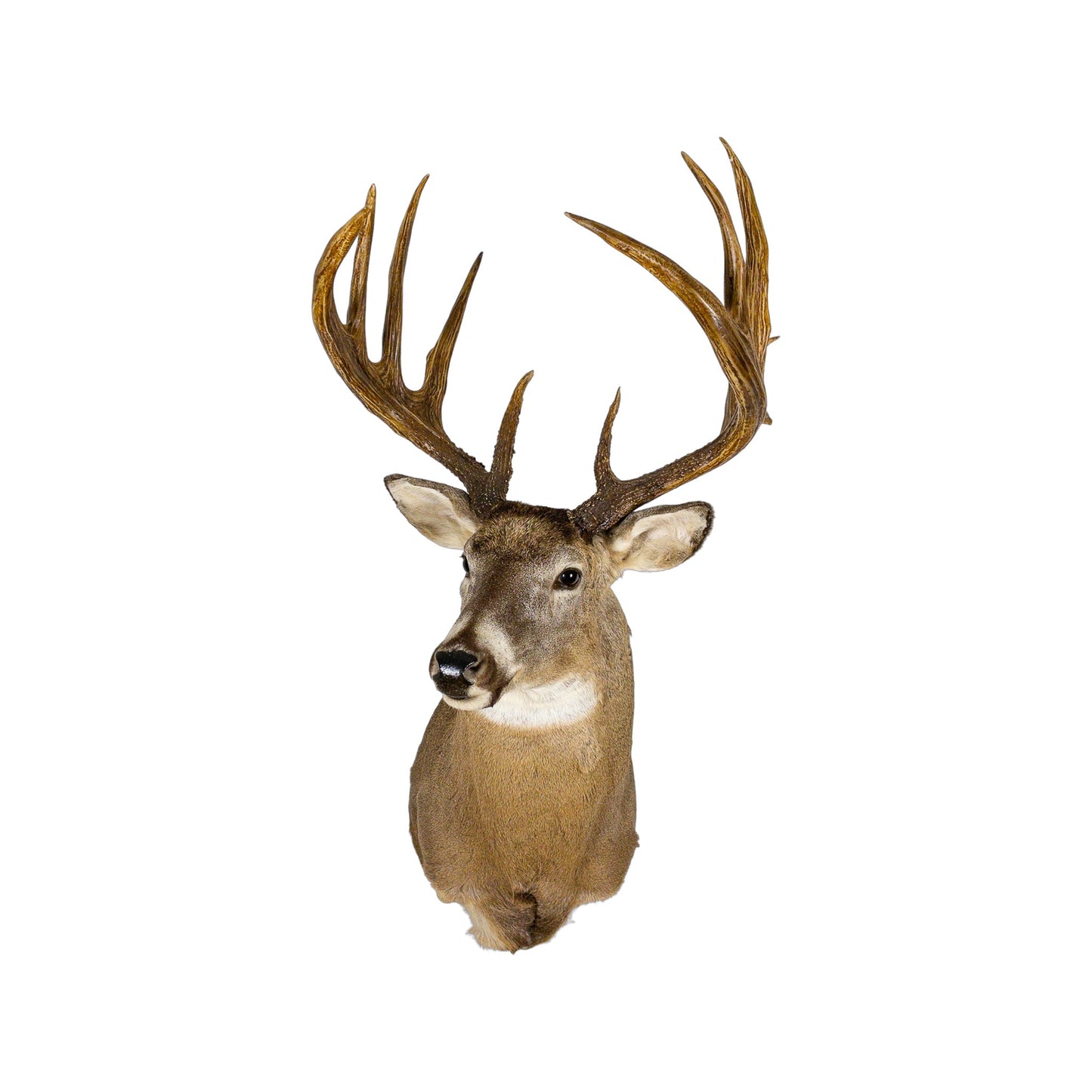 A Home Decor Taxidermy White-Tailed Deer Shoulder Mount of Grade World Class