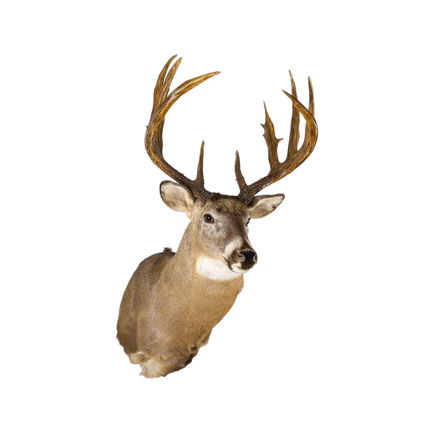 A Home Decor Taxidermy White-Tailed Deer Shoulder Mount of Grade World Class