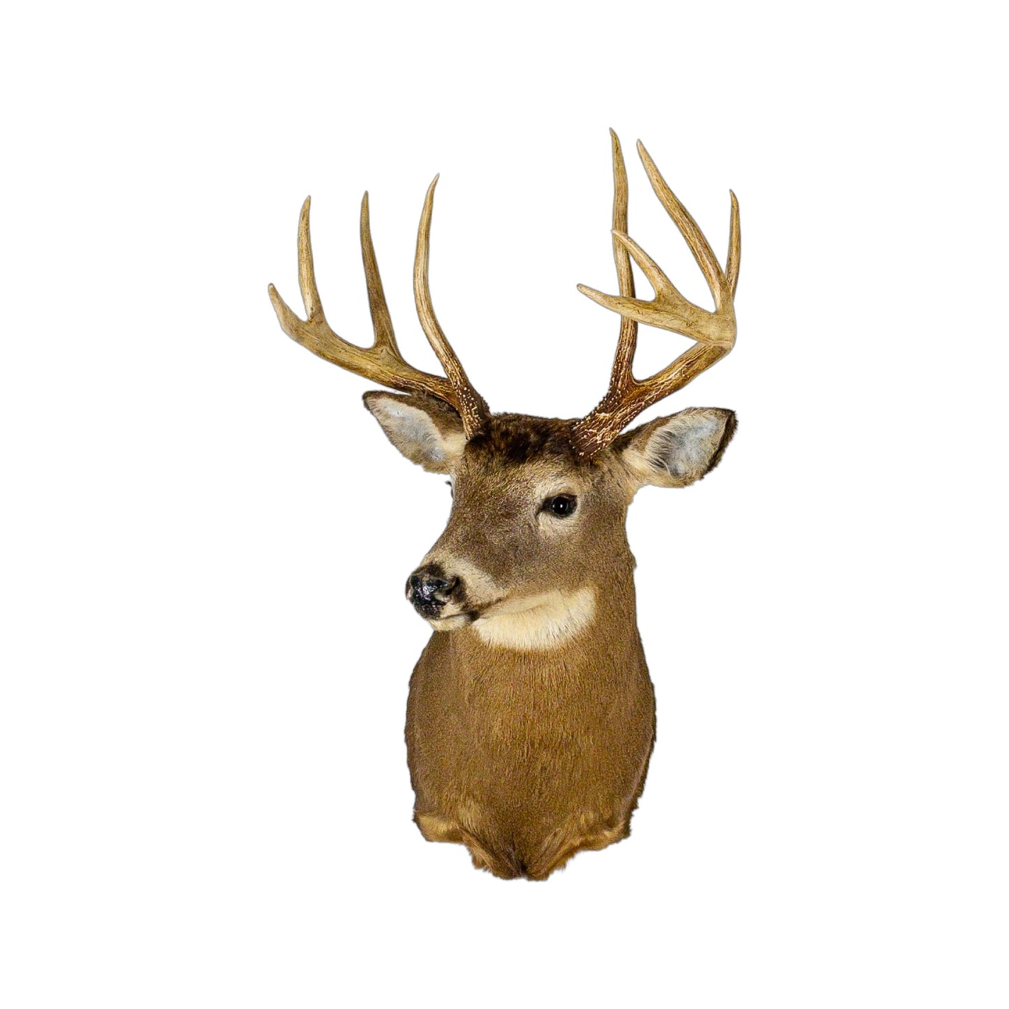 A Home Decor Taxidermy White-Tailed Deer Shoulder Mount of Grade Remarkable