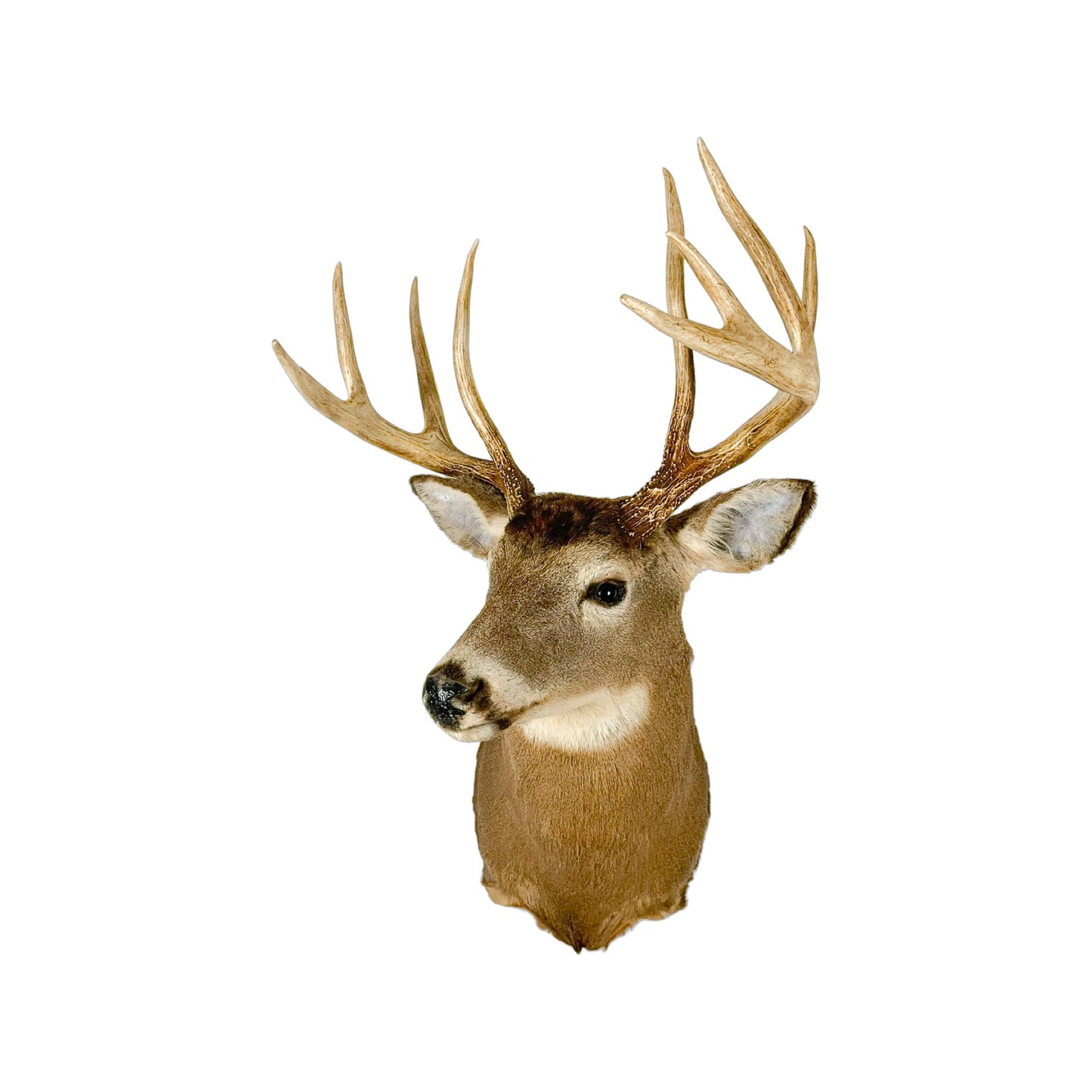 A Home Decor Taxidermy White-Tailed Deer Shoulder Mount of Grade Remarkable