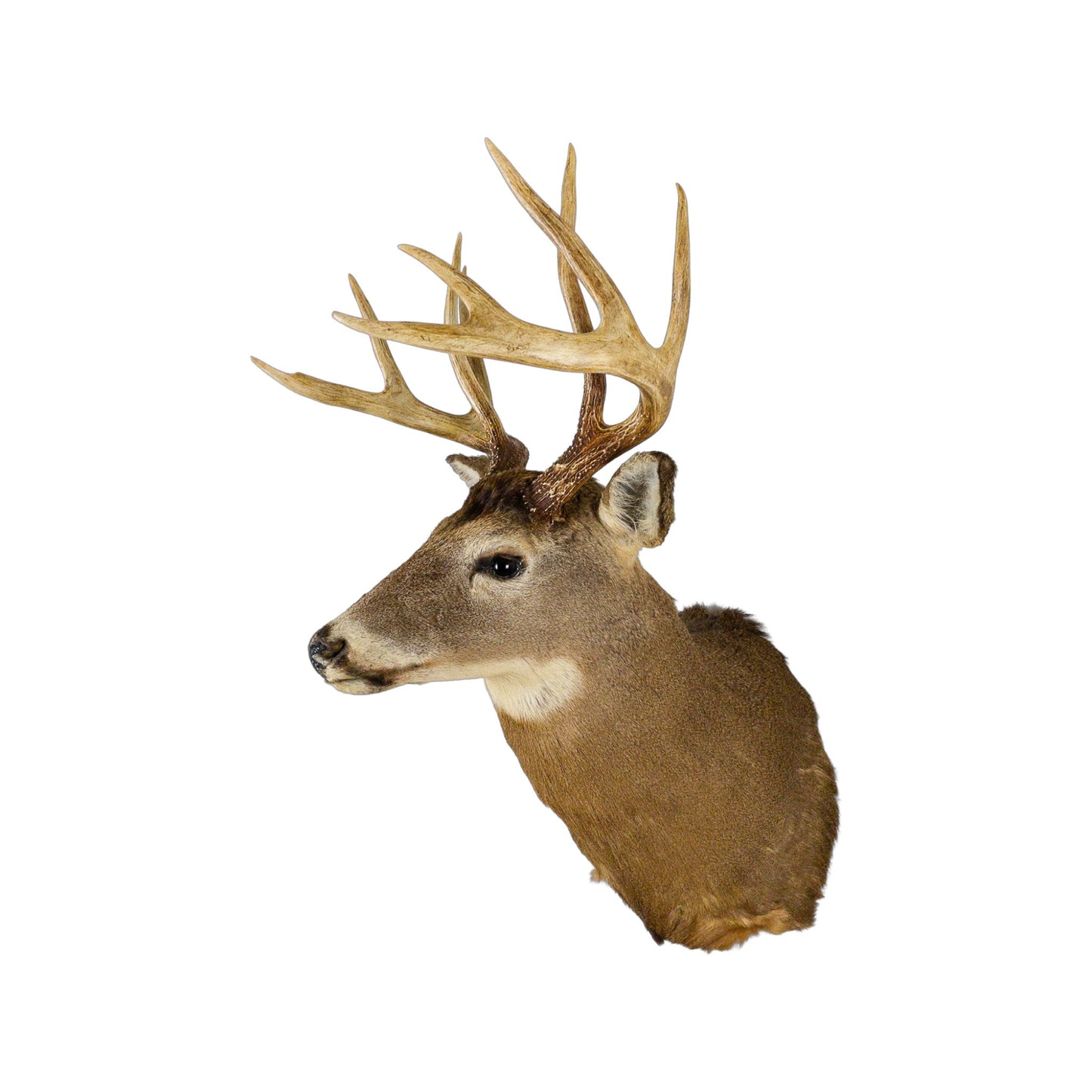 A Home Decor Taxidermy White-Tailed Deer Shoulder Mount of Grade Remarkable