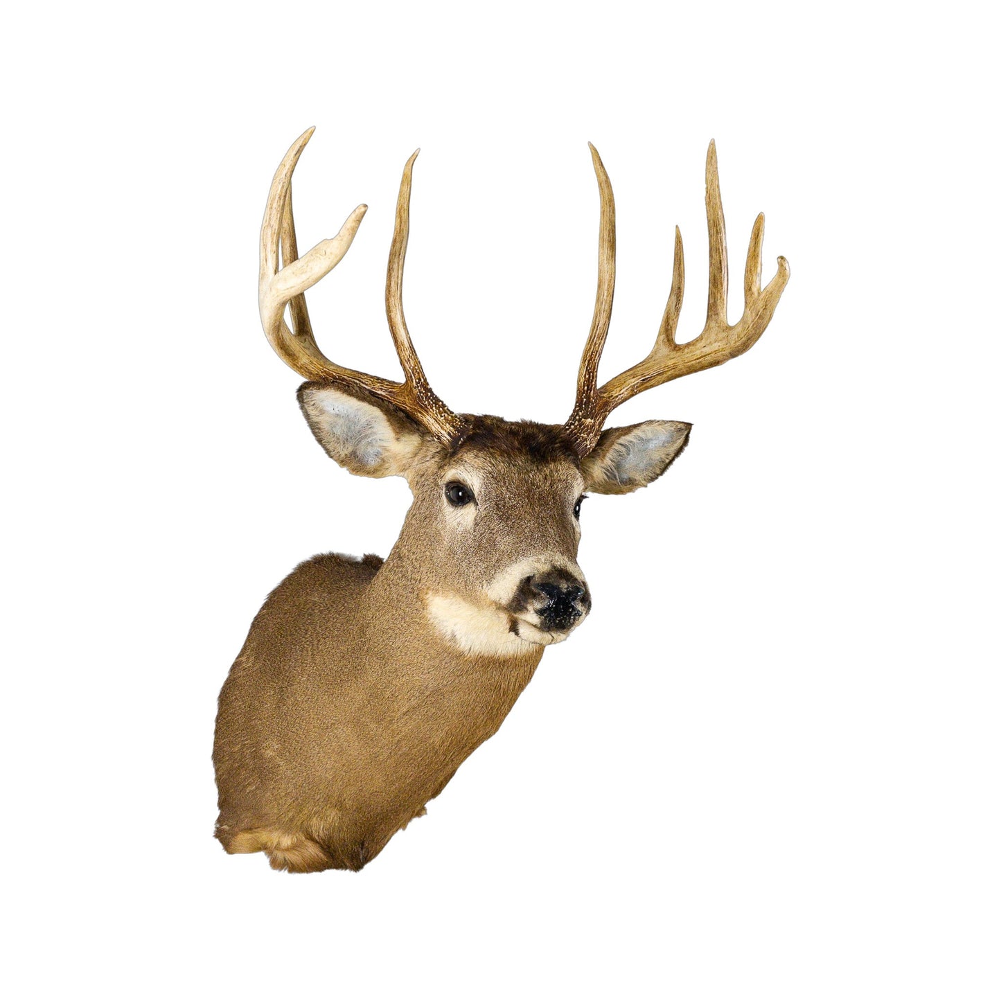 A Home Decor Taxidermy White-Tailed Deer Shoulder Mount of Grade Remarkable