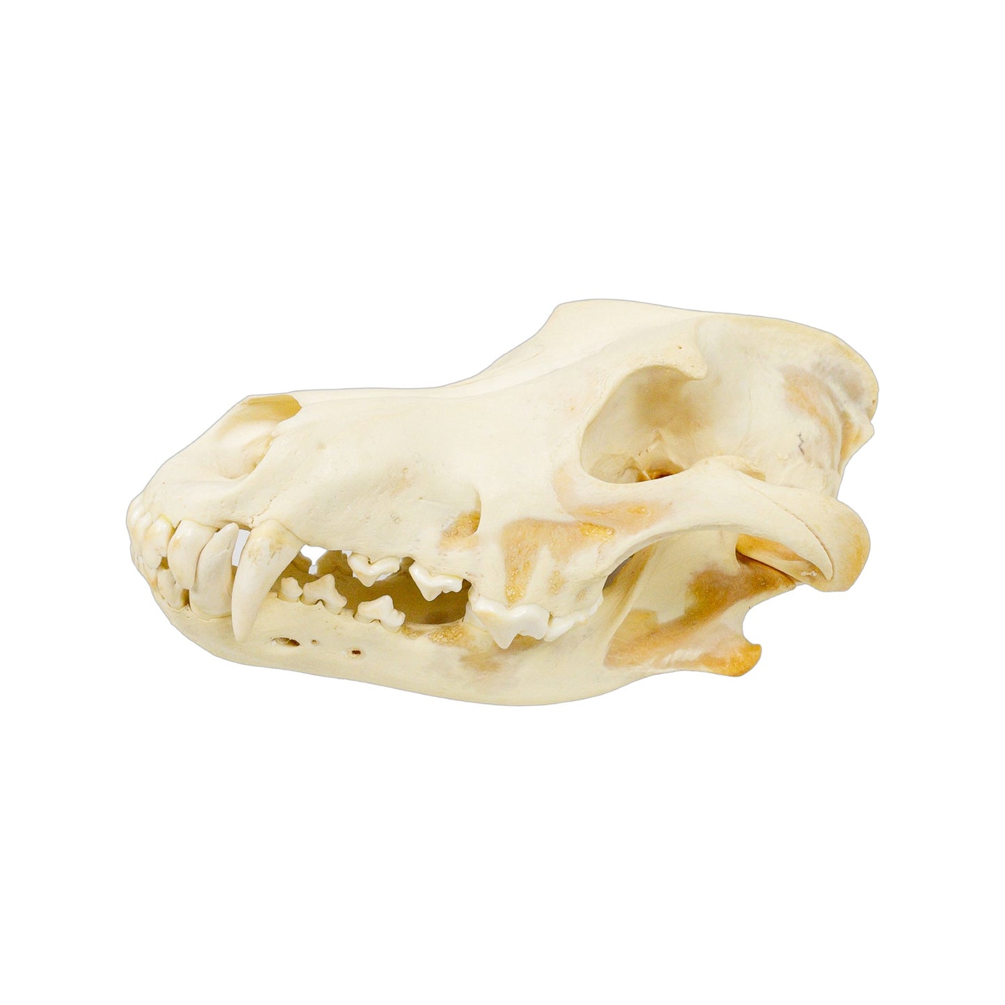 A Home Decor Taxidermy Wolf Skull of Grade Respectable