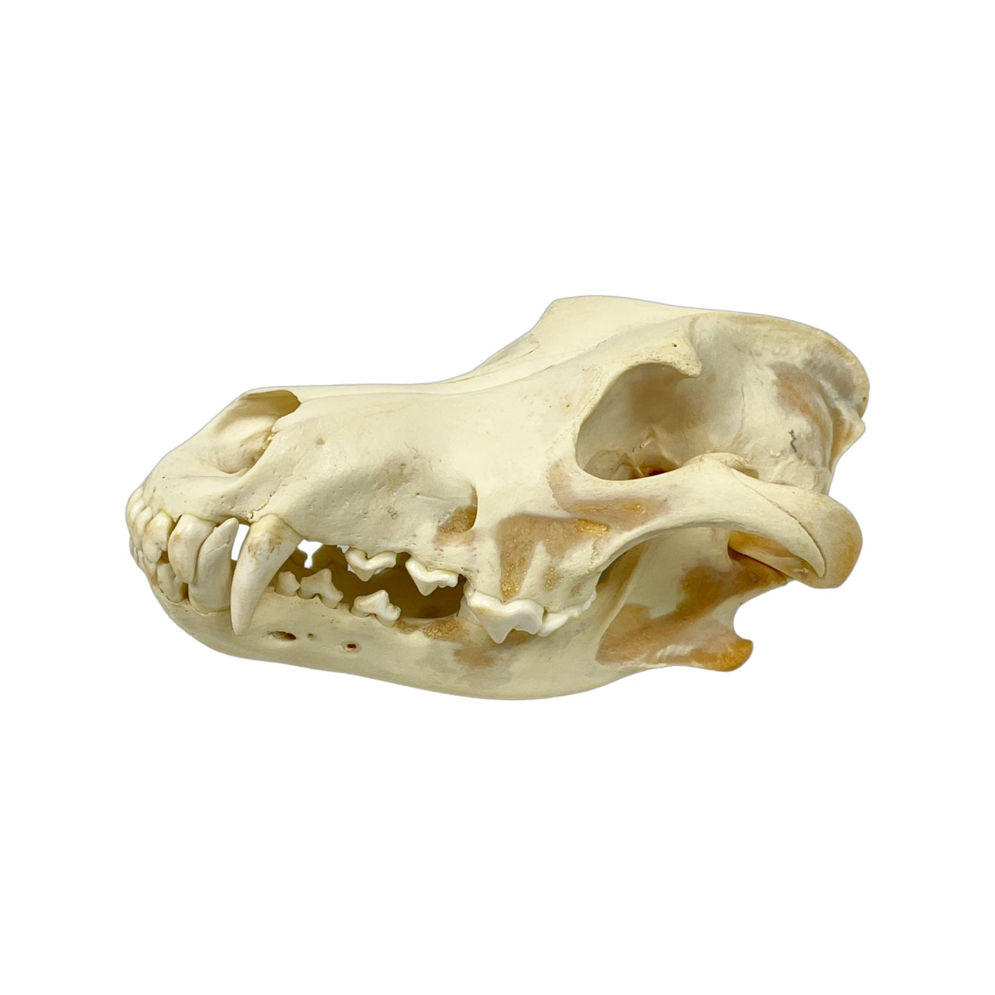 A Home Decor Taxidermy Wolf Skull of Grade Respectable