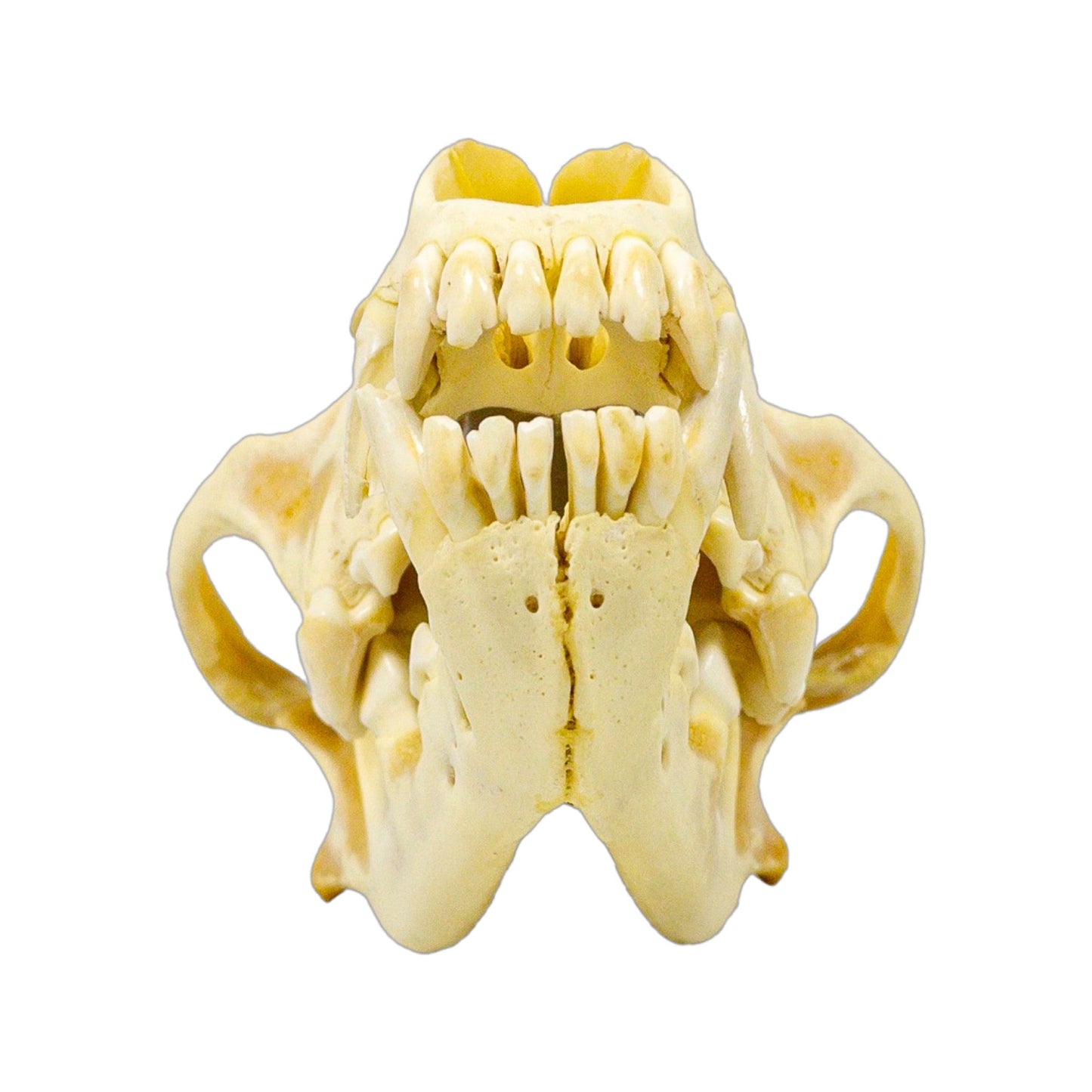 A Home Decor Taxidermy Wolf Skull of Grade Respectable