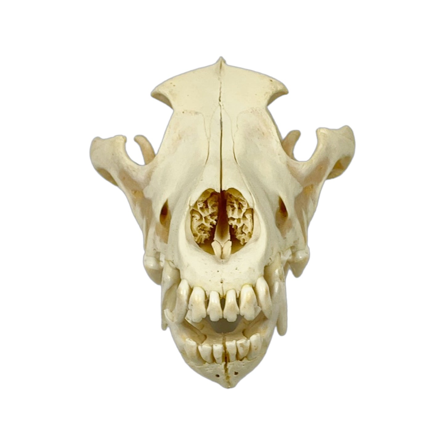 A Home Decor Taxidermy Wolf Skull of Grade Respectable
