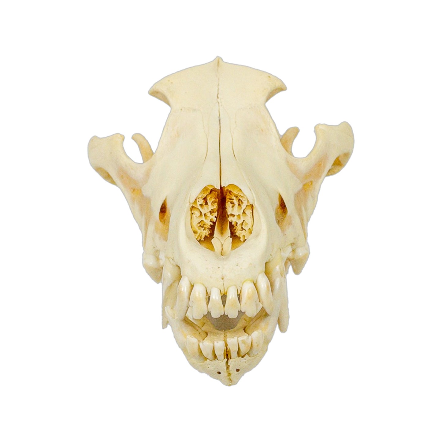 A Home Decor Taxidermy Wolf Skull of Grade Respectable