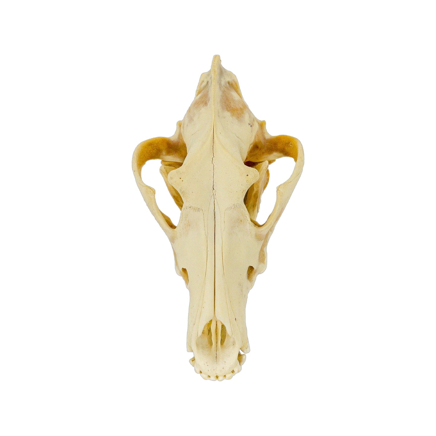 A Home Decor Taxidermy Wolf Skull of Grade Respectable