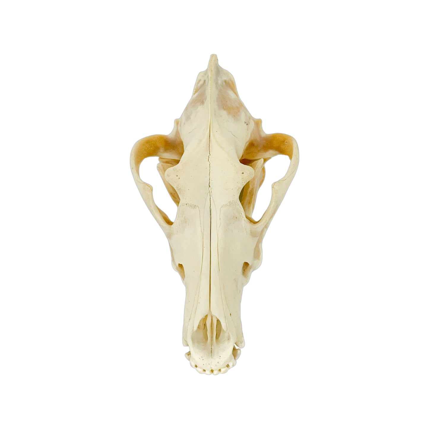 A Home Decor Taxidermy Wolf Skull of Grade Respectable