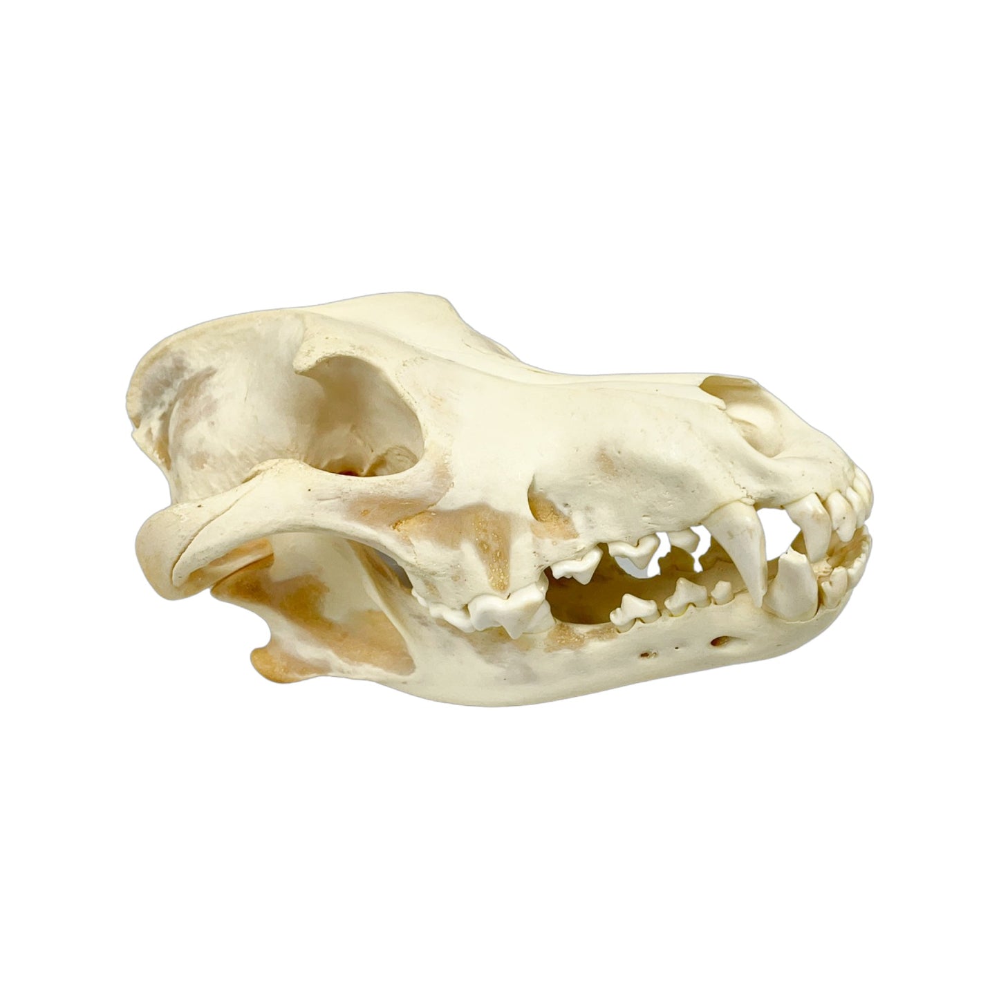 A Home Decor Taxidermy Wolf Skull of Grade Respectable