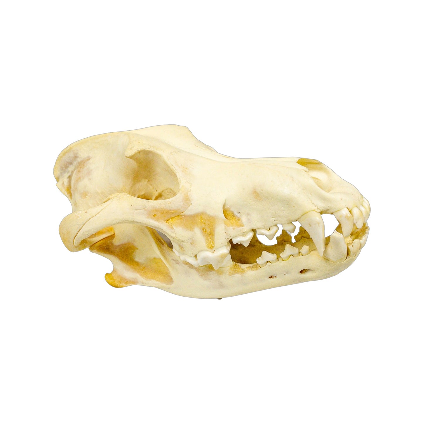 A Home Decor Taxidermy Wolf Skull of Grade Respectable