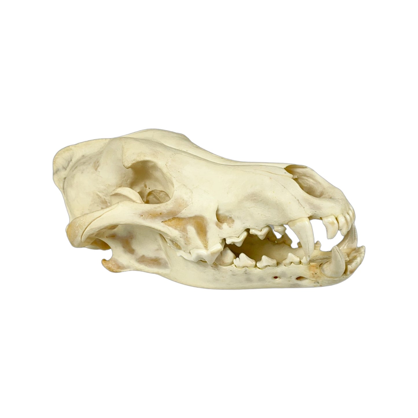 A Home Decor Taxidermy Wolf Skull of Grade Respectable