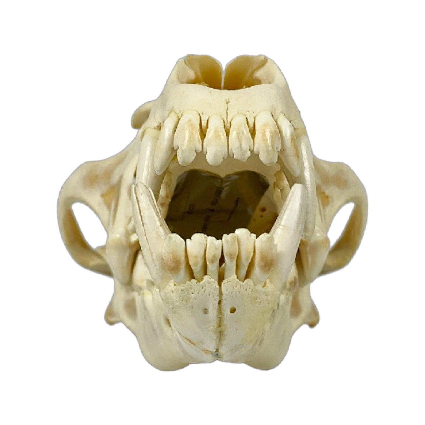 A Home Decor Taxidermy Wolf Skull of Grade Respectable
