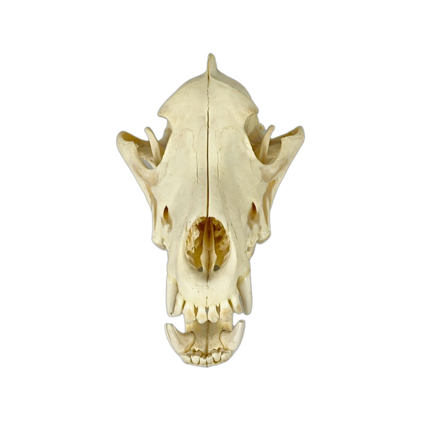 A Home Decor Taxidermy Wolf Skull of Grade Respectable
