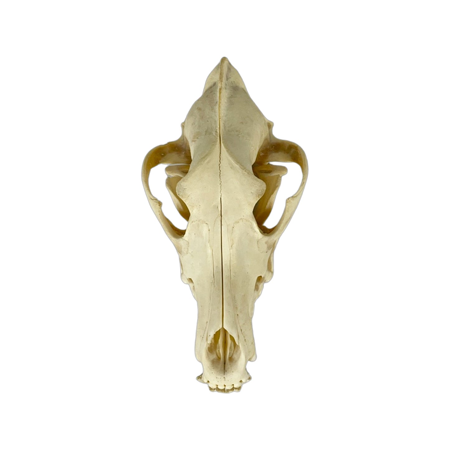 A Home Decor Taxidermy Wolf Skull of Grade Respectable