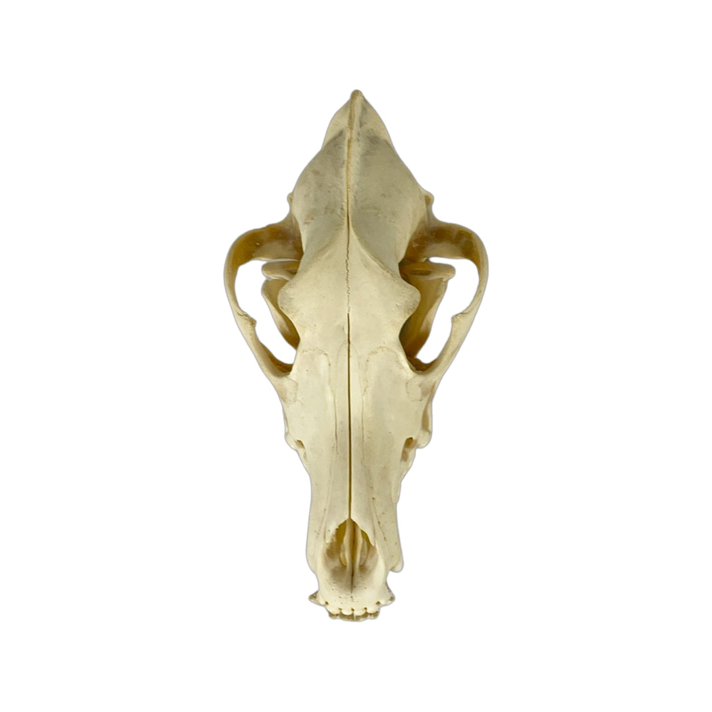 A Home Decor Taxidermy Wolf Skull of Grade Respectable