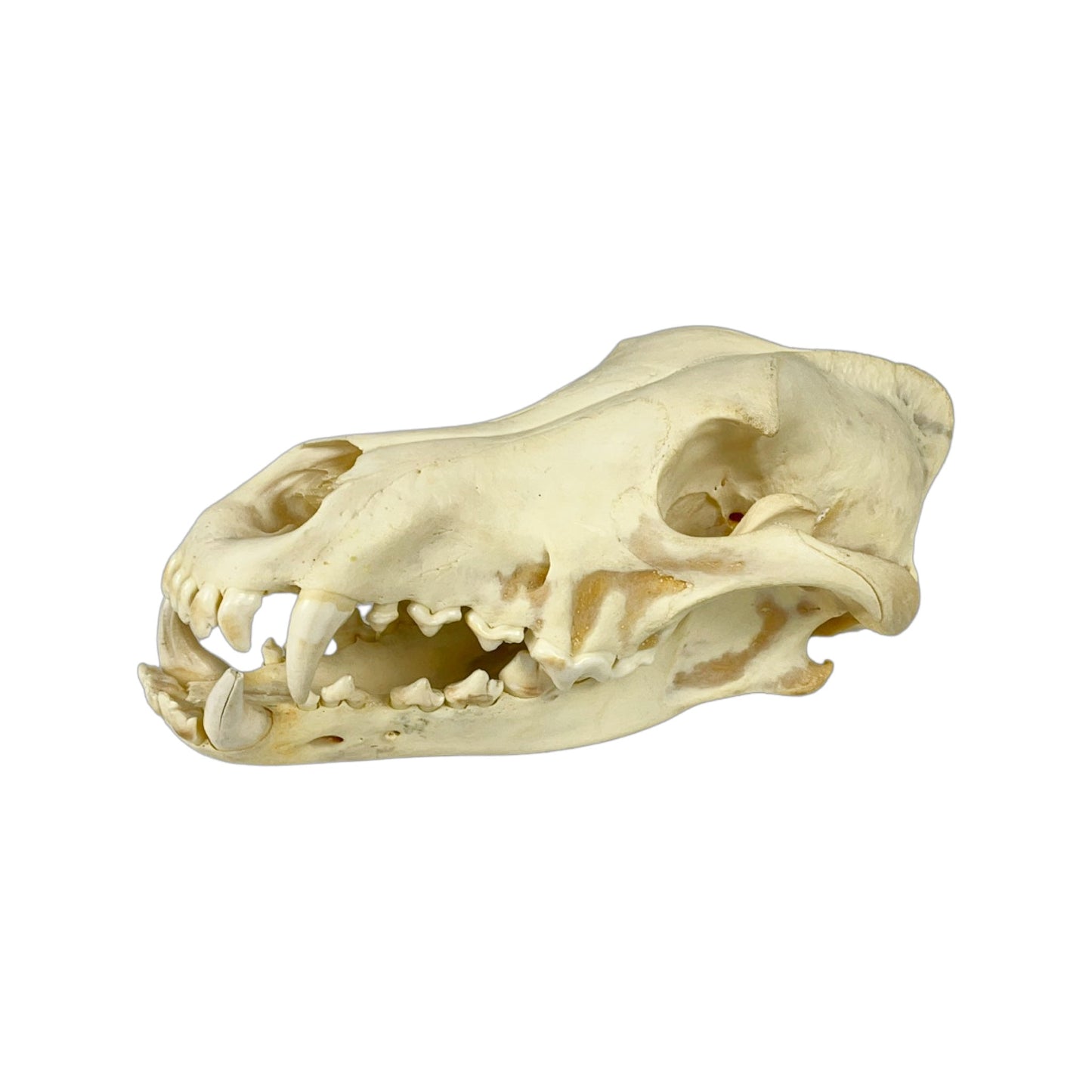 A Home Decor Taxidermy Wolf Skull of Grade Respectable