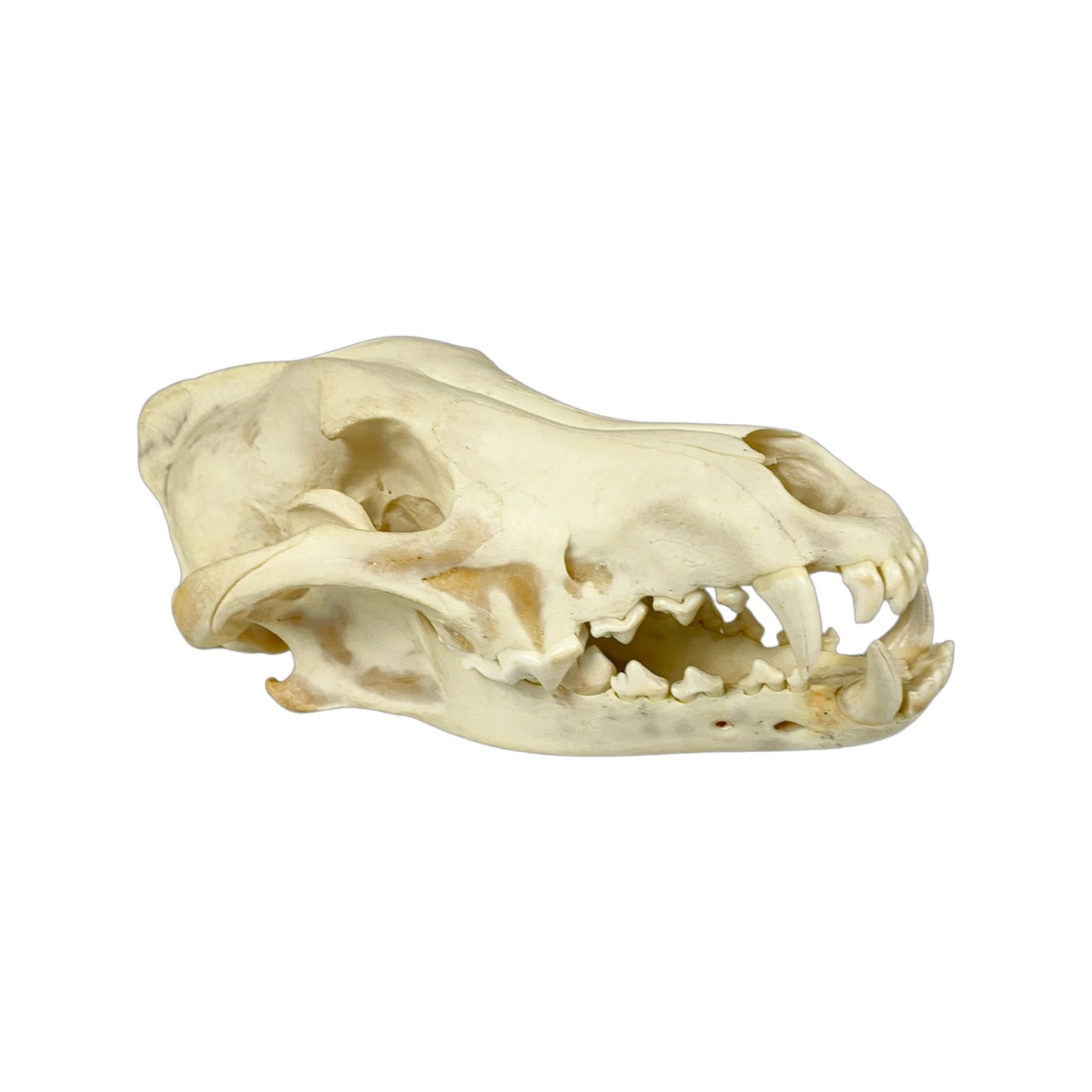 A Home Decor Taxidermy Wolf Skull of Grade Respectable