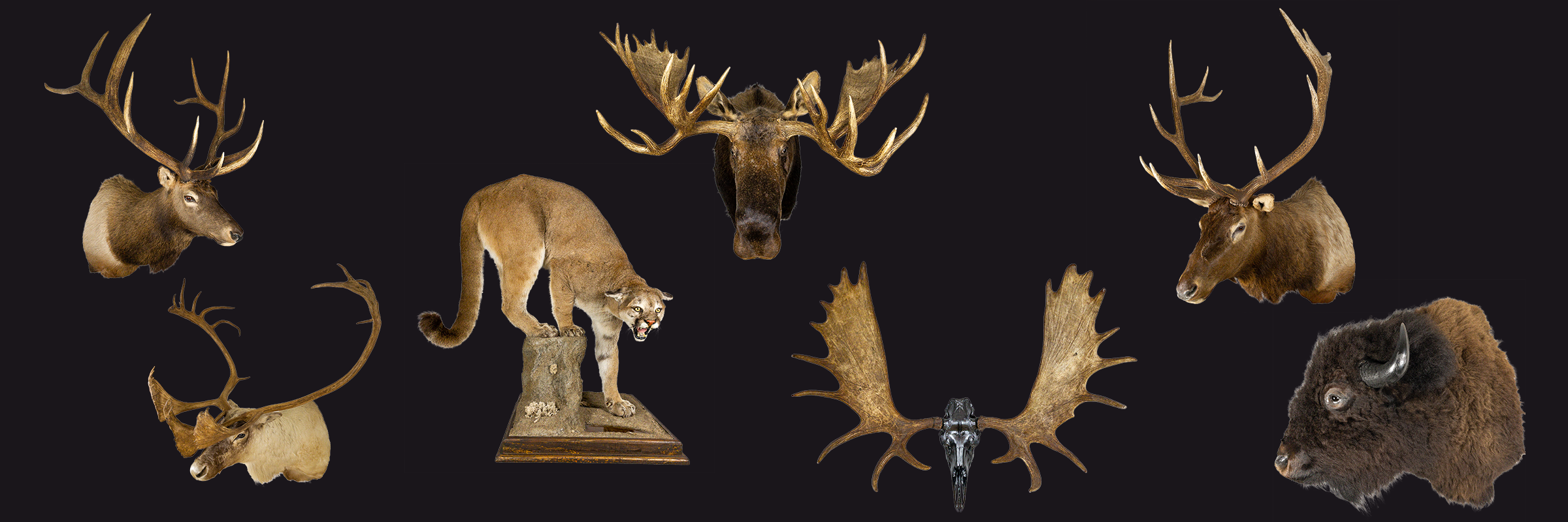 A banner image with a collage of taxidermy animals including a moose, cougar, bison, elk, and caribou