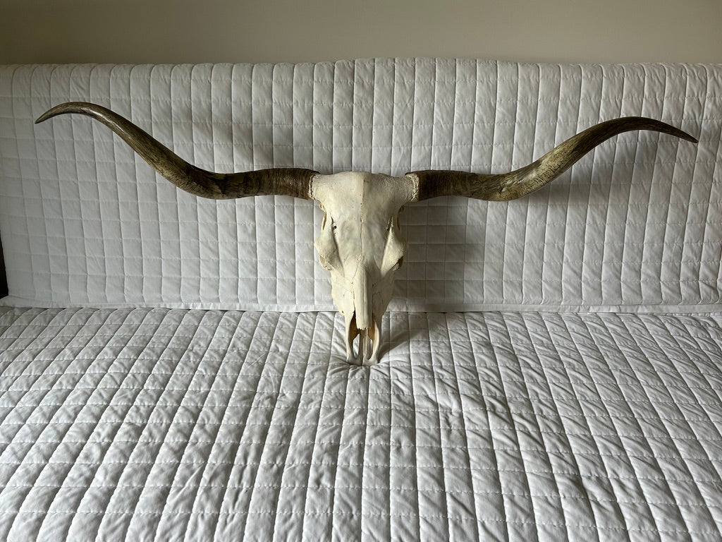 Texas Longhorn Skull - Item # 221957