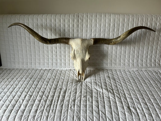 Texas Longhorn Skull - Item # 221957